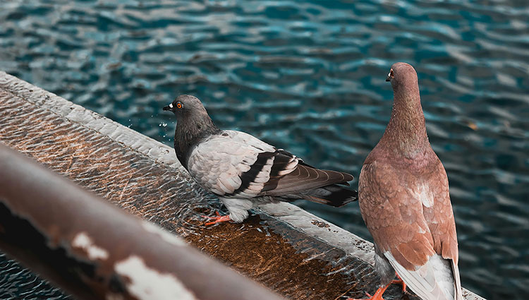 pigeons
